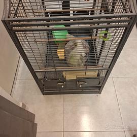 gabbia per pappagalli