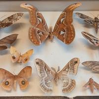 Meravigliose farfalle