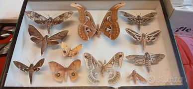 Meravigliose farfalle