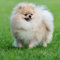 SPIZ di pomerania monta