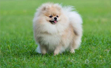 SPIZ di pomerania monta