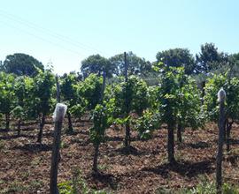 Terreno agricolo