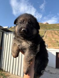 Cucciola pastore tedesco