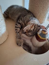Cuccioli di schottish fold