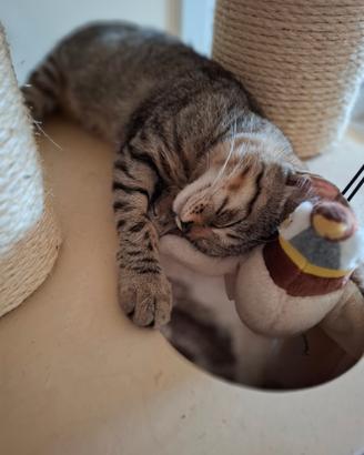 Cuccioli di schottish fold