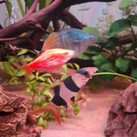 Botia Iohachata /botia Macracantus