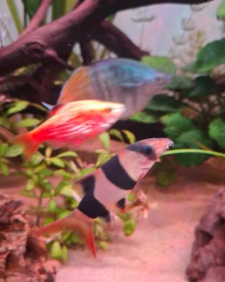 Botia Iohachata /botia Macracantus