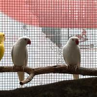 Coppia parrocchetto dal collare