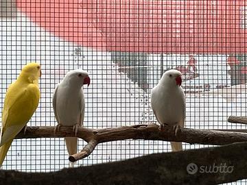 Coppia parrocchetto dal collare