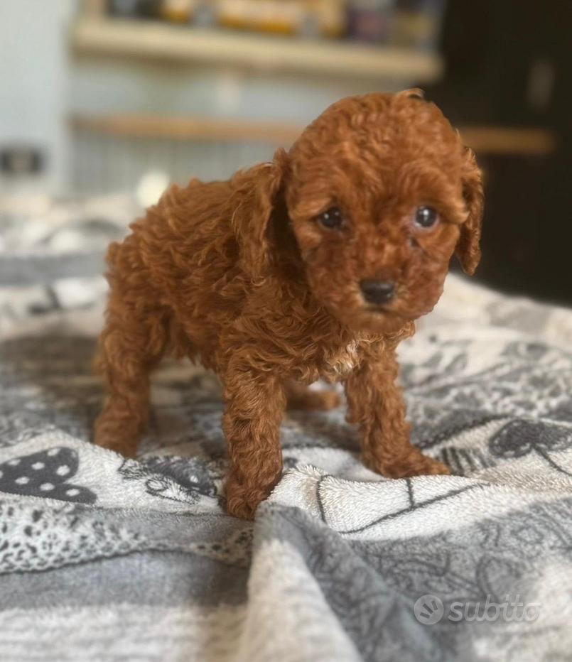 Gonna Barboncino In Feltro Rosso Fatta In Casa Taglia S/M - Lunghezza - Foto 9