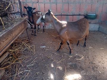 Caprette nane tibetane