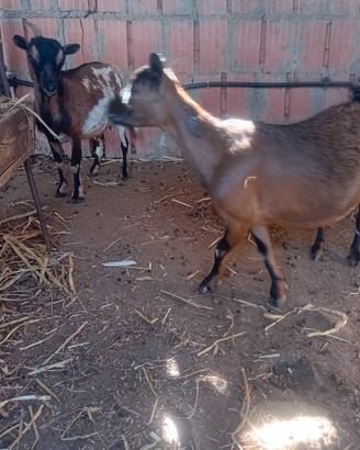 Caprette nane tibetane