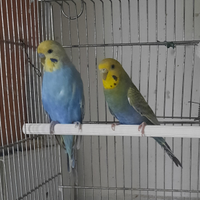 Coppia Rainbow
