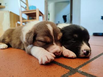 Cuccioli cane Pastore australiano