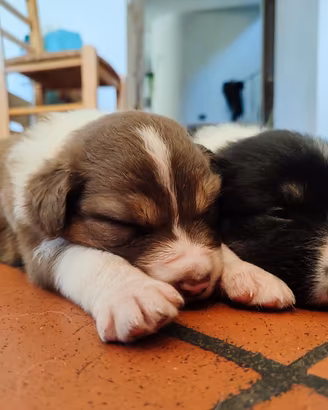 Cuccioli cane Pastore australiano