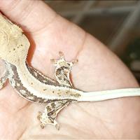 Baby geco Ciliatus Lilly White, teca, insetti