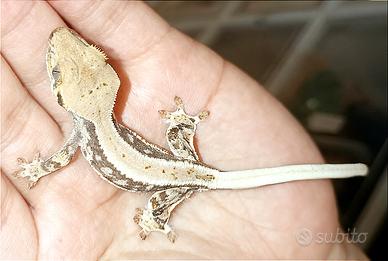 Baby geco Ciliatus Lilly White, teca, insetti