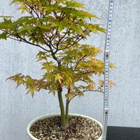 Bonsai di acero