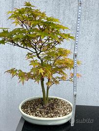 Bonsai di acero