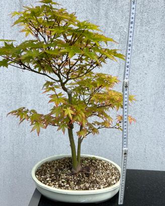 Bonsai di acero