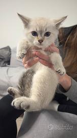 Gattini Scottish Fold e Straight