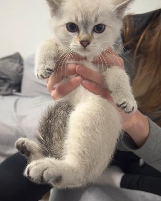 Gattini Scottish Fold e Straight