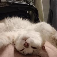 Catmum