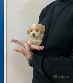 Maltipoo mini mini toy Maltese Barboncino