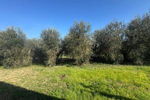 Rif.SC80PT| terreno agricolo scarlino