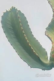 3 Euphorbia Ingens lunghezza di circa 20 cm