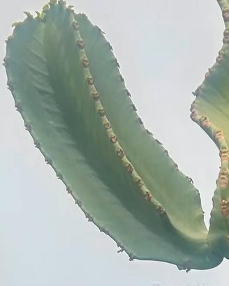 3 Euphorbia Ingens lunghezza di circa 20 cm