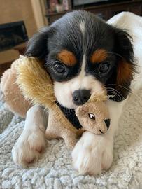 MARTA: CAVALIER KING TRICOLORE. pagamento soft