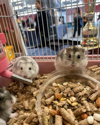 Cuccioli criceto russo