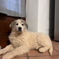 Cuccioli montagna dei Pirenei