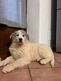 Cuccioli montagna dei Pirenei