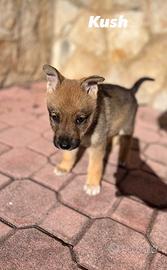 Cucciolo di lupo e pastore tedesco
