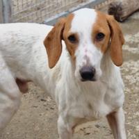 Segugio istriano avviato