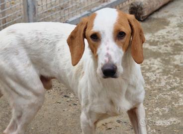 Segugio istriano avviato