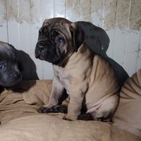 Cane corso