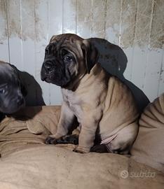 Cane corso