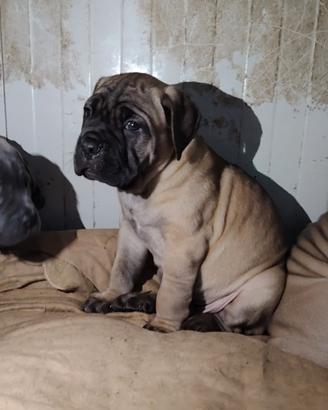 Cane corso
