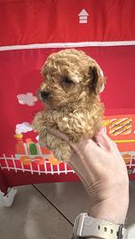 Cuccioli barboncini Toy