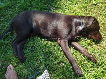 Labrador maschio per accoppiamento