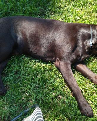 Labrador maschio per accoppiamento
