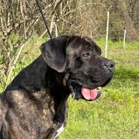Cuccioli Cane Corso con Garanzia sanitaria