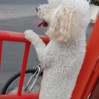 Maschio barboncino per accoppiamento