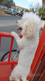 Maschio barboncino per accoppiamento