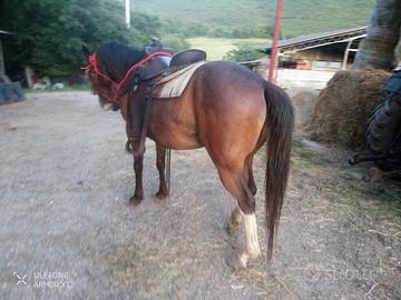 Cavallo quarter