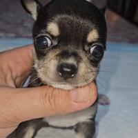 Chihuahua mini mini