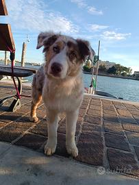Pastore Australiano cuccioli